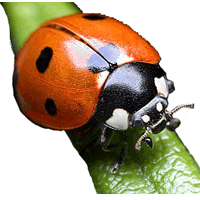 garden-ladybug1.gif