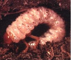 grub.jpg