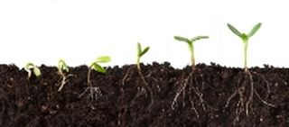 seed-stages-320x200-.jpg seed-stages-320x200-.jpg