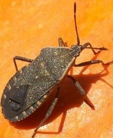 squash-bug.jpg