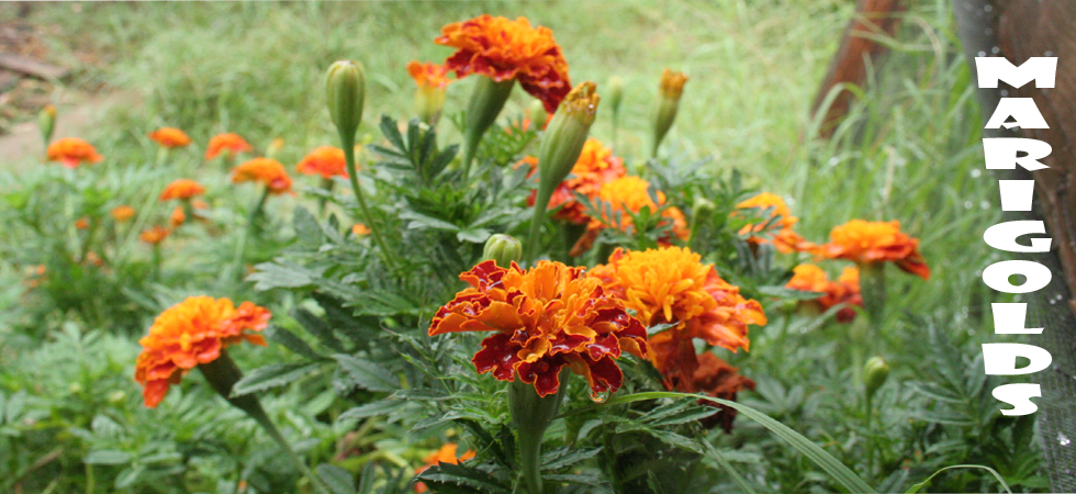 marigold-category-banner.png