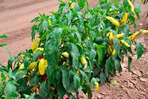 wax-peppers-tbg0313.jpg